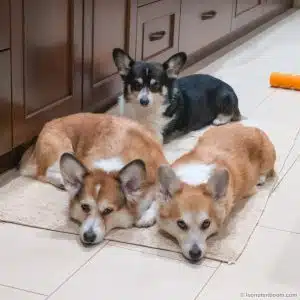Three dogs waiting.