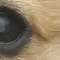 Puppy Eye, magnified 2 times