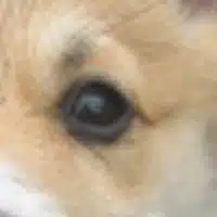 200 pixel puppy eye