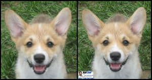 How Do I Print Pictures From Websites so They Look Good?