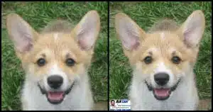 How Do I Print Pictures From Websites so They Look Good?