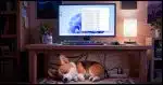 A closeup of Windows 11 desktop computer displaying a scrolling list of registry errors. Underneath the desk a Corgi lies sleeping.